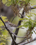 Chipping Sparrow 2339